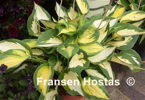 Hosta Forbidden Fruit